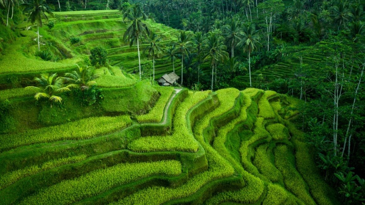 Ceking Rice Terrace